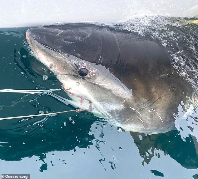 Great white shark Cayo spotted swimming near Mar-a-Lago coast.