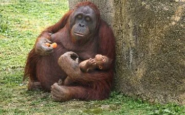 Humpback Whale's Rescue Mission Approved