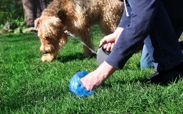 Humpback Whale's Rescue Mission Approved