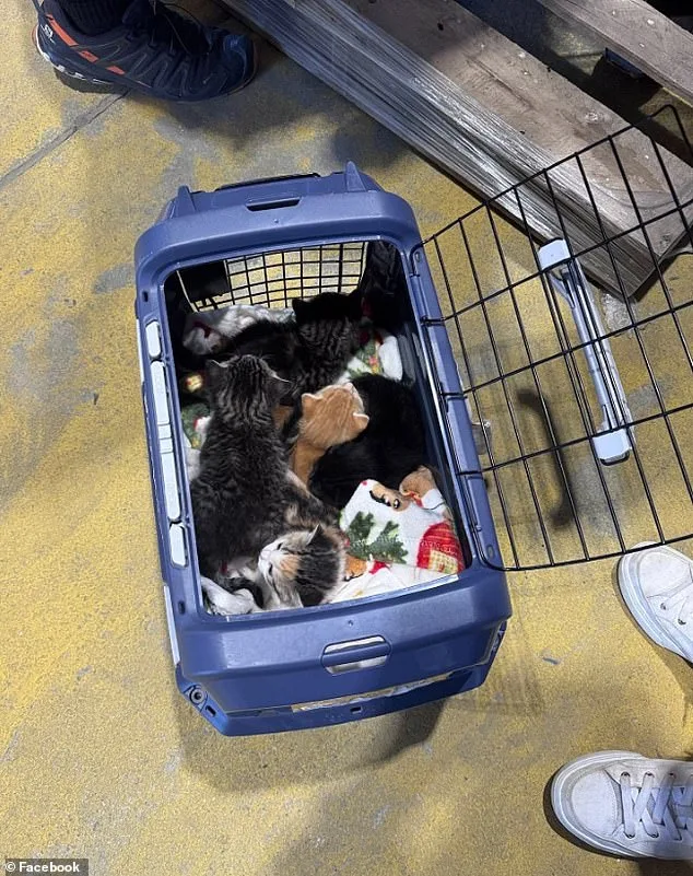 Lowe's Employees Rescue Kittens from Shelf