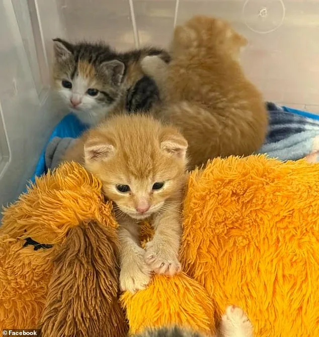 Lowe's Employees Rescue Kittens from Shelf