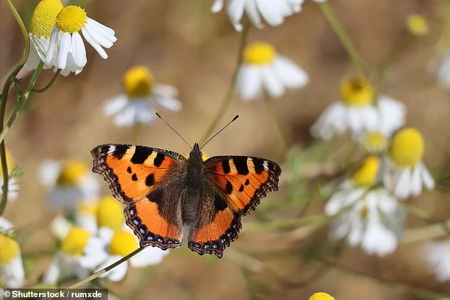 UK Butterfly Crisis: 33 Species in Dangerous Decline