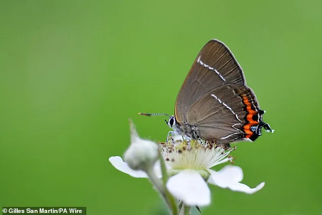 UK Butterfly Crisis: 33 Species in Dangerous Decline