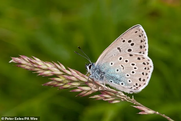 UK Butterfly Crisis: 33 Species in Dangerous Decline