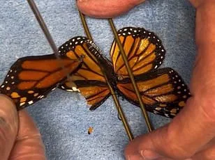 UK Butterfly Crisis: 33 Species in Dangerous Decline